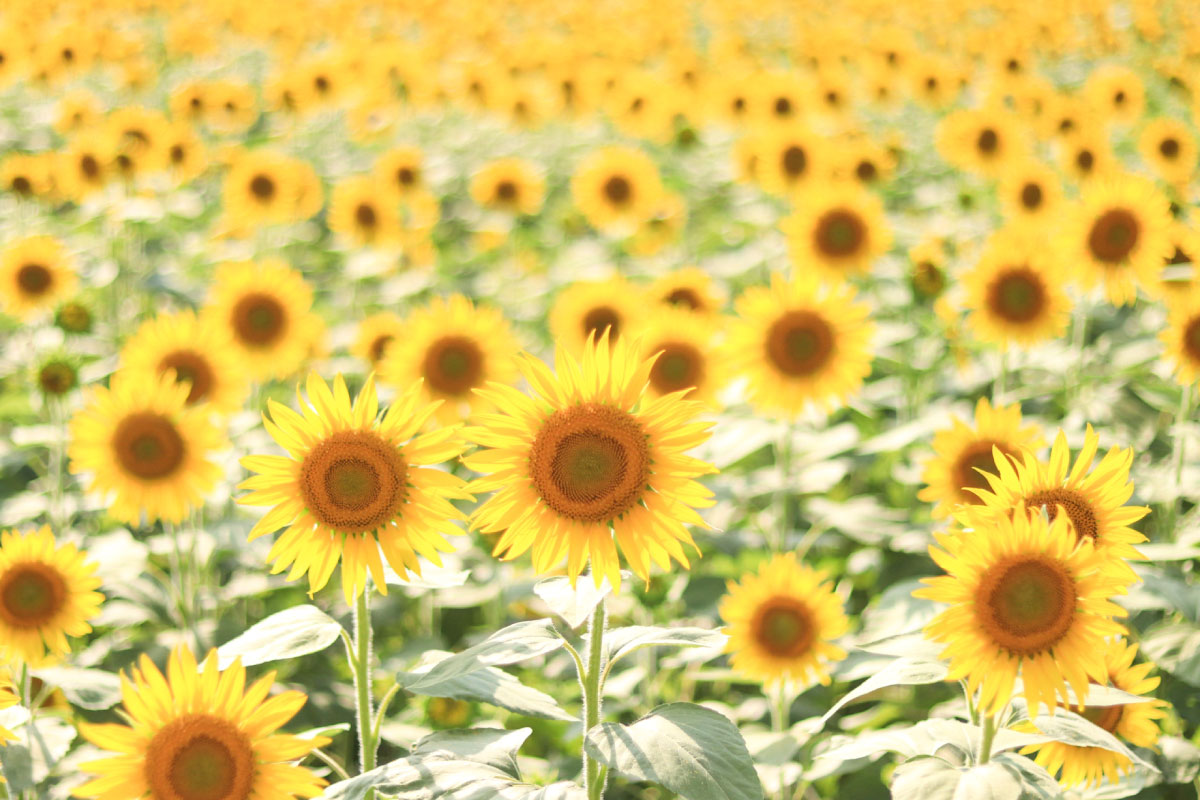 Suhara Himawari no Sato