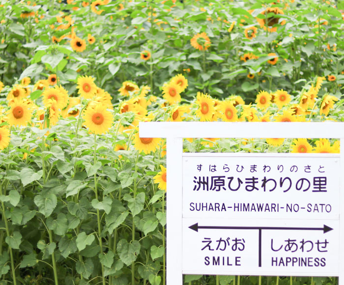 Suhara Sunflower Village
