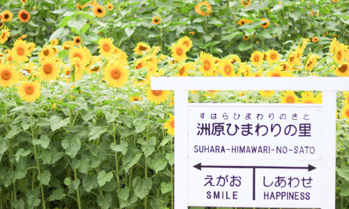 Sunflower Villaget
