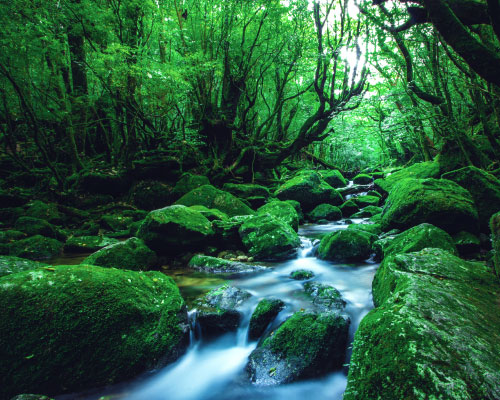 yakushima