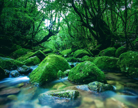 Yakushima 1day SHIRATANI UNSUIKYO Walking
