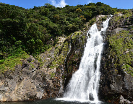 Sightseeing Bus “YAKUZARU” full day course in Yakushima