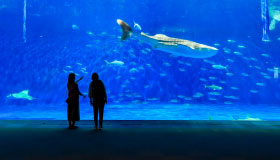 Kagoshima City Aquarium and Tonkatsu Lunch