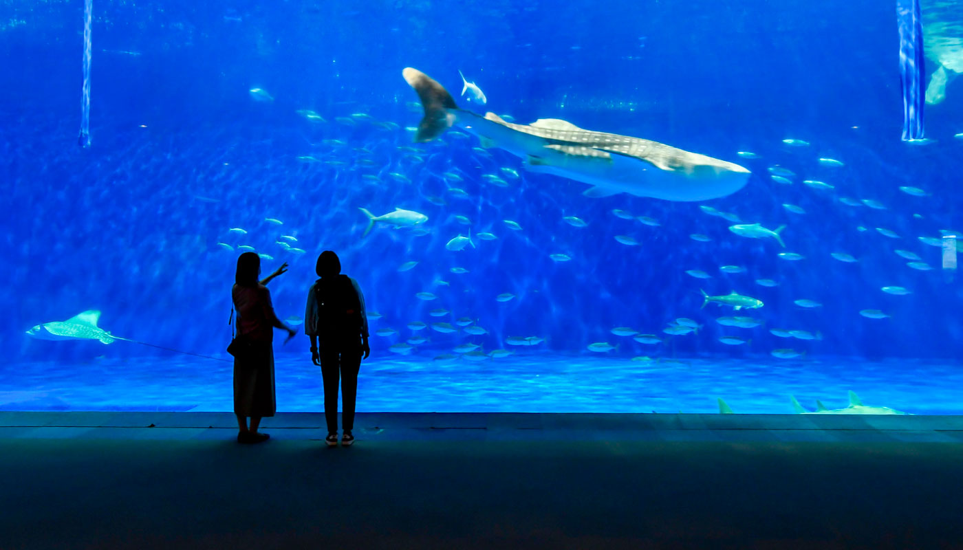 Kagoshima City Aquarium and Tonkatsu Lunch