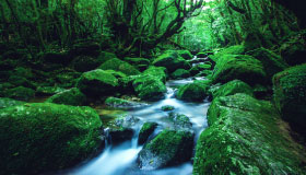 2-Days Trip to Explore Yakushima Island