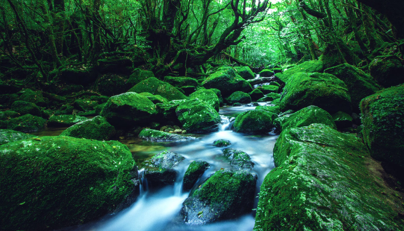 Sightseeing Bus “YAKUZARU” full day course