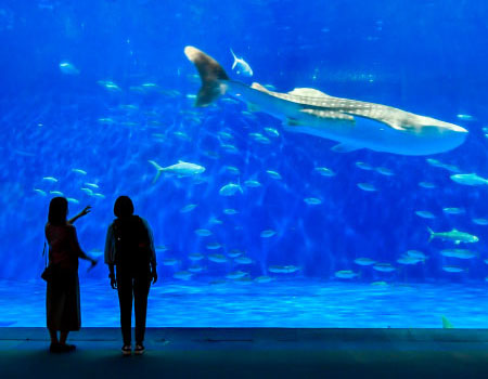 Samurai Armor Wearing Experience in Senganen