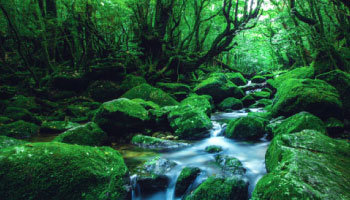 Discover yakushima