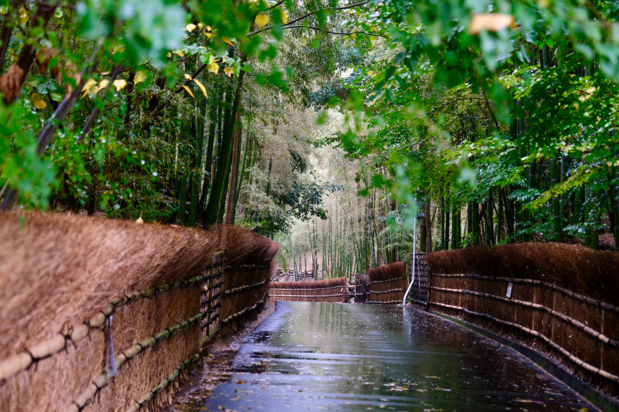 Bamboo Forest Cycling