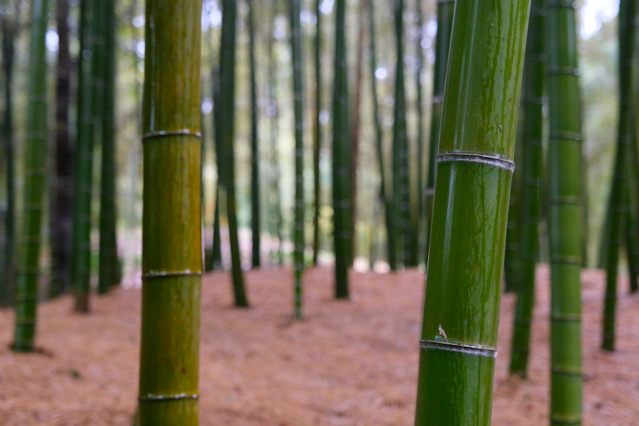 Bamboo Forest Cycling