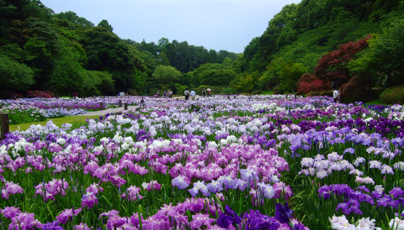 Visit Lake Hamana Flower Expo 2024