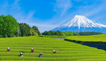 Mt. Fuji and Visit High School in Shizuoka Excursion
