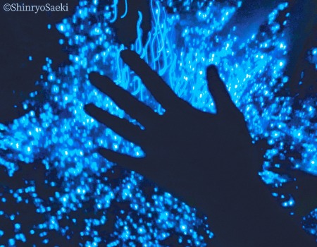 Magical Blue Light Awaji Island Sea Firefly Watching Tour