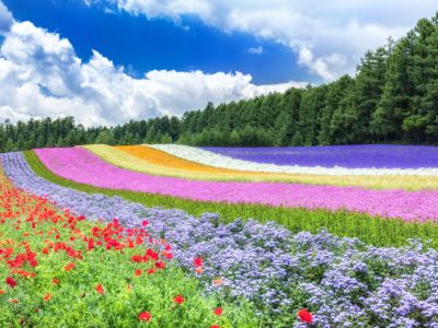 Fruit Picking Tour from Hokkaido