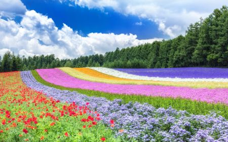 Fruit Picking Tour from Hokkaido