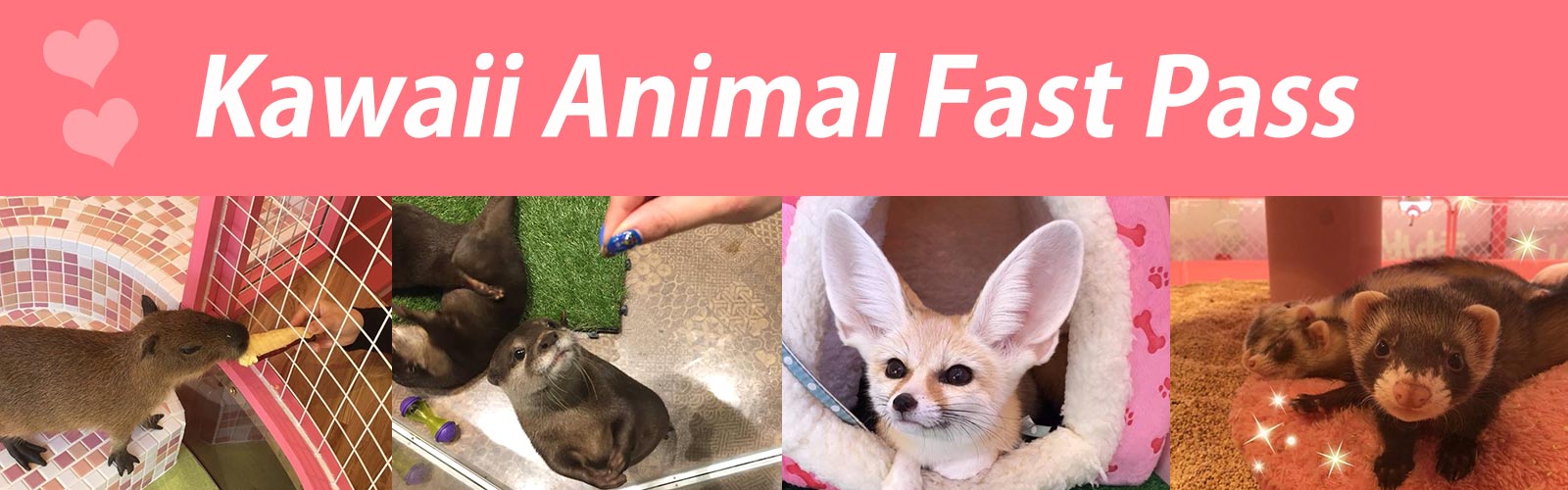 Best Animal Cafes in Harajuku, Tokyo｜Tokyo Tourist Information Center｜HIS