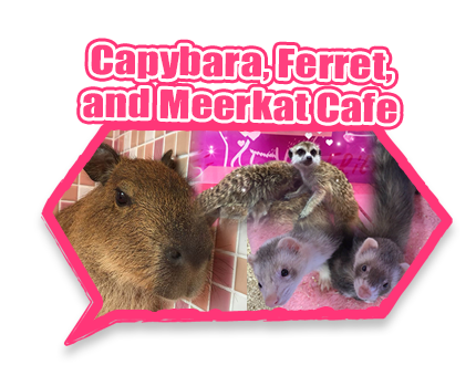 Best Animal Cafes in Harajuku, Tokyo｜Tokyo Tourist Information Center｜HIS