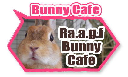 animal cafe Bunny
