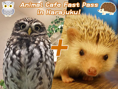 Animal Cafe Fast Pass
