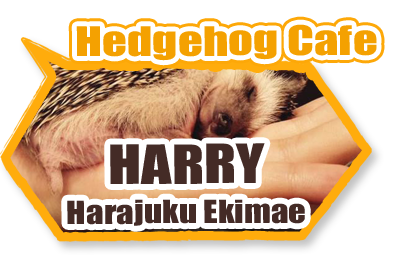 animal cafe Hedghog
