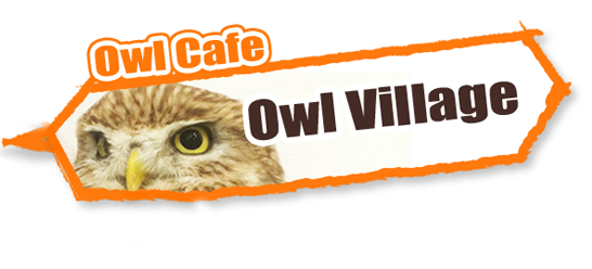 animal cafe Owl