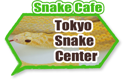 animal cafe Snake