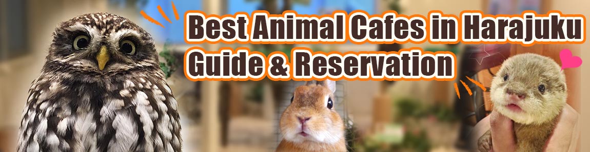 Best Animal Cafes in Harajuku Guide & Reservation