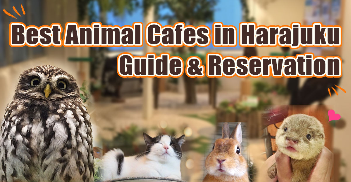 Best Animal Cafes in Harajuku, Tokyo｜Tokyo Tourist Information Center｜.