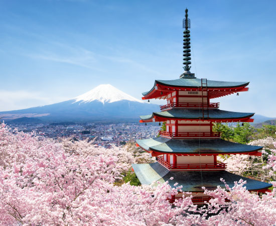 Spring: Cherry blossoms at Sengen Shrine