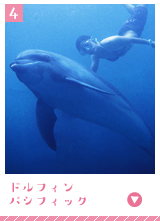 ドルフィンパシフィック