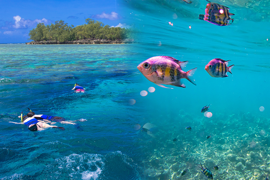 パラオ_シュノーケリング