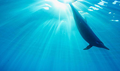 イルカ中学 / イルカ大学