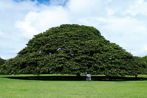 ホノルル観光シャトル＆ハワイ名物ランチ