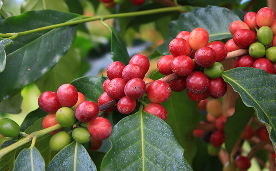 コナコーヒー農園（ハワイ島）