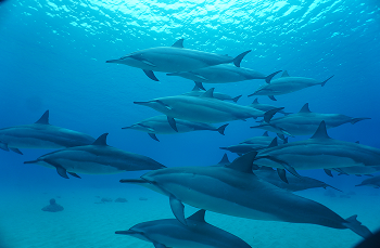 ハワイセミナー