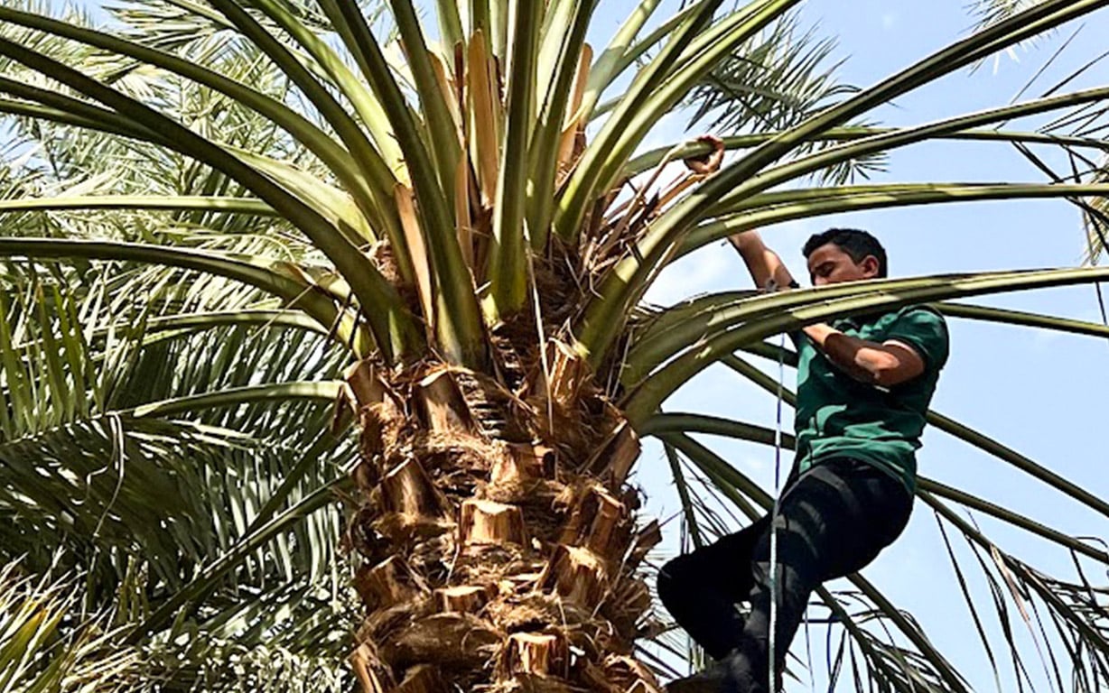 「デーツ・ファーム」のイメージ画像 3枚目
