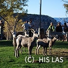 夏（6月～8月頃）