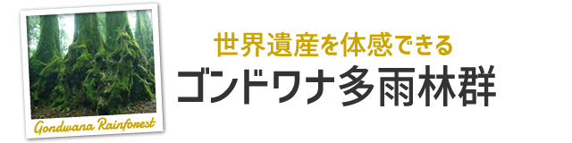 ゴンドワナ多雨林群