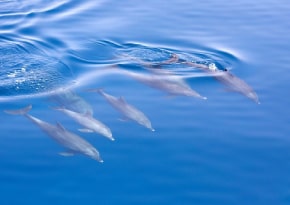 ポートスティーブンス