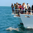 イルカウォッチングイメージ