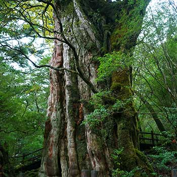 屋久杉（イメージ）