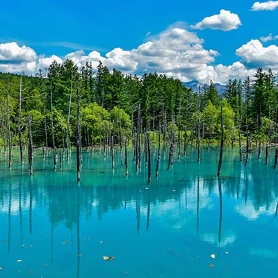 富良野の観光写真