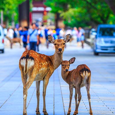 奈良の観光写真