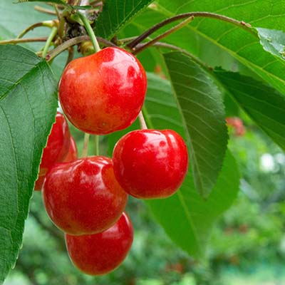 山形の観光写真