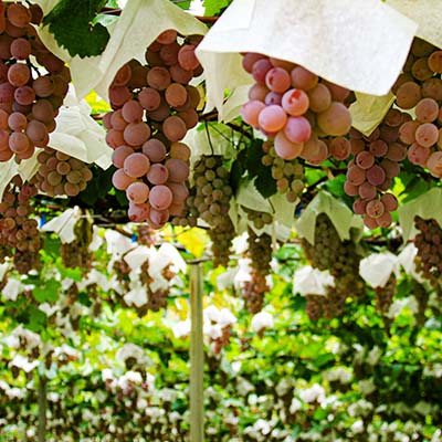 山梨の観光写真