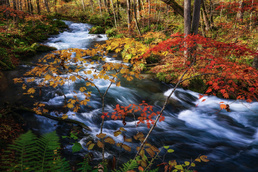 奥入瀬渓流