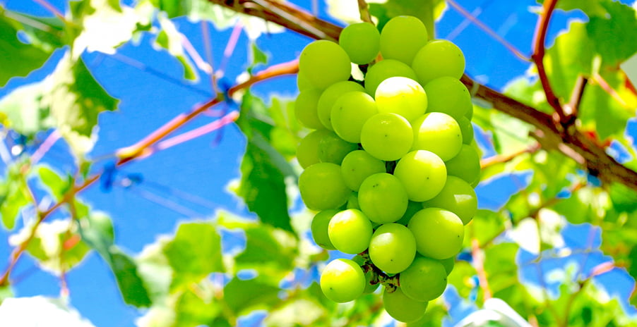 マスカットの写真