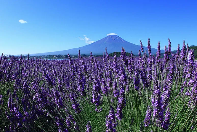 河口湖ハーブフェスティバル