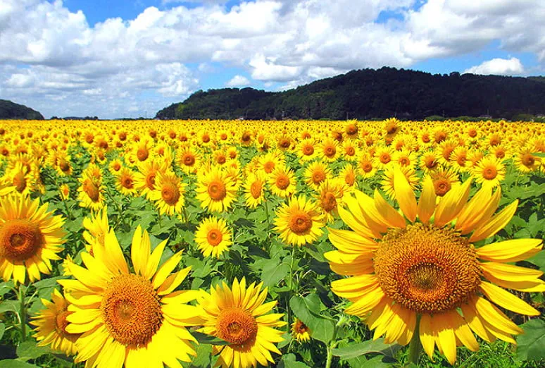 益子ひまわり畑