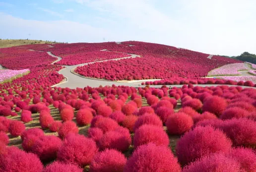 国営ひたち海浜公園 コキア